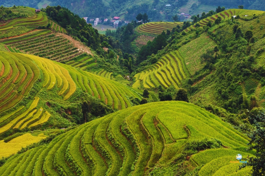 Panorama of lush rice terraces in Sapa Vietnam – Auasia Travel